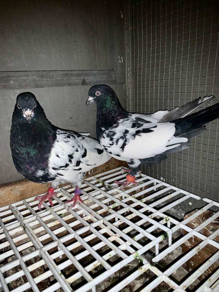 Pigeons for sale