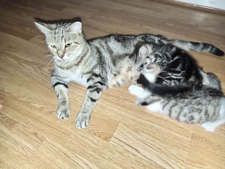 Spotted & mackerel female tabby kittens grey and tri colours - amazing natured kittens ready sunday