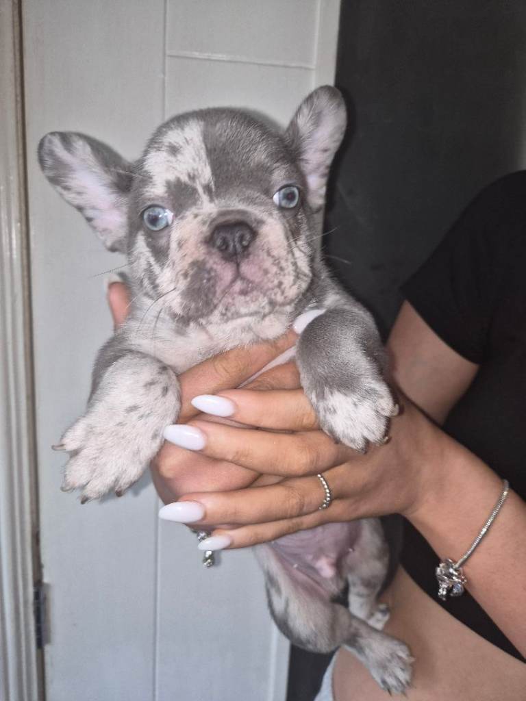 French bulldog puppies
