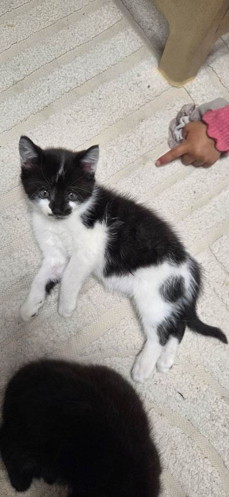 Kitten for sale