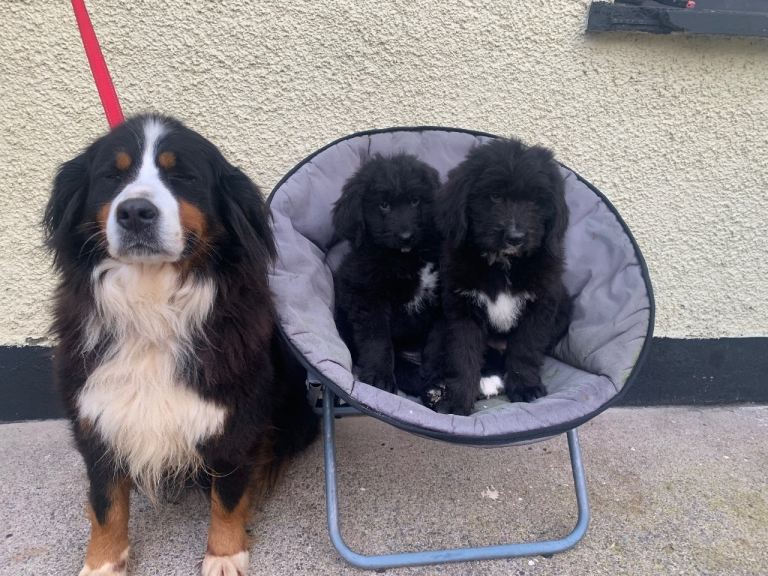 Beautiful Bernedoodle puppies 