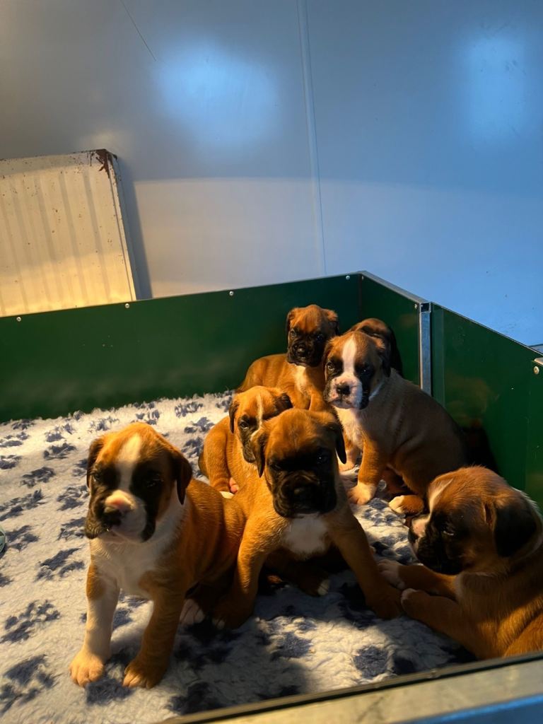 Boxer pups for sale 