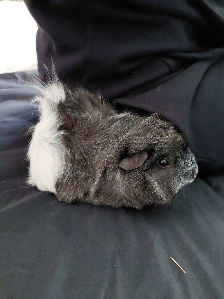 Lovely natured guinea pigs