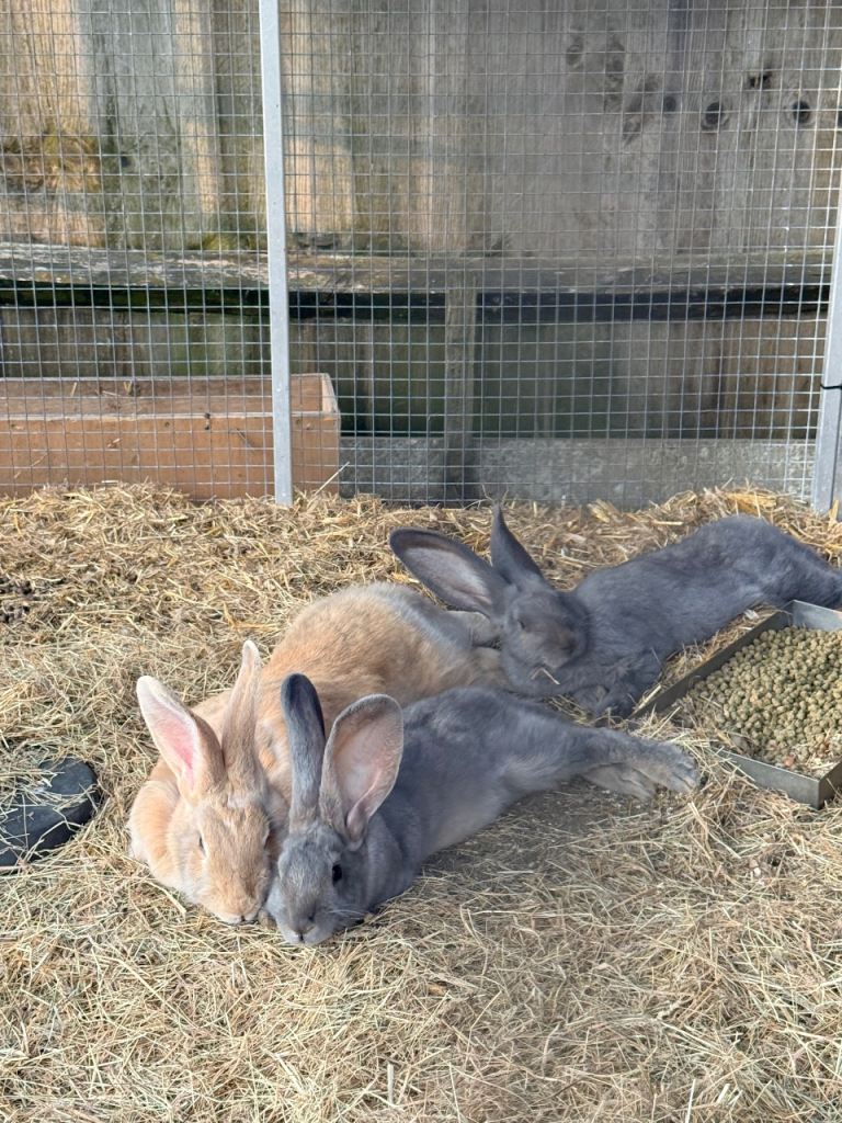 Continental giant rabbits 
