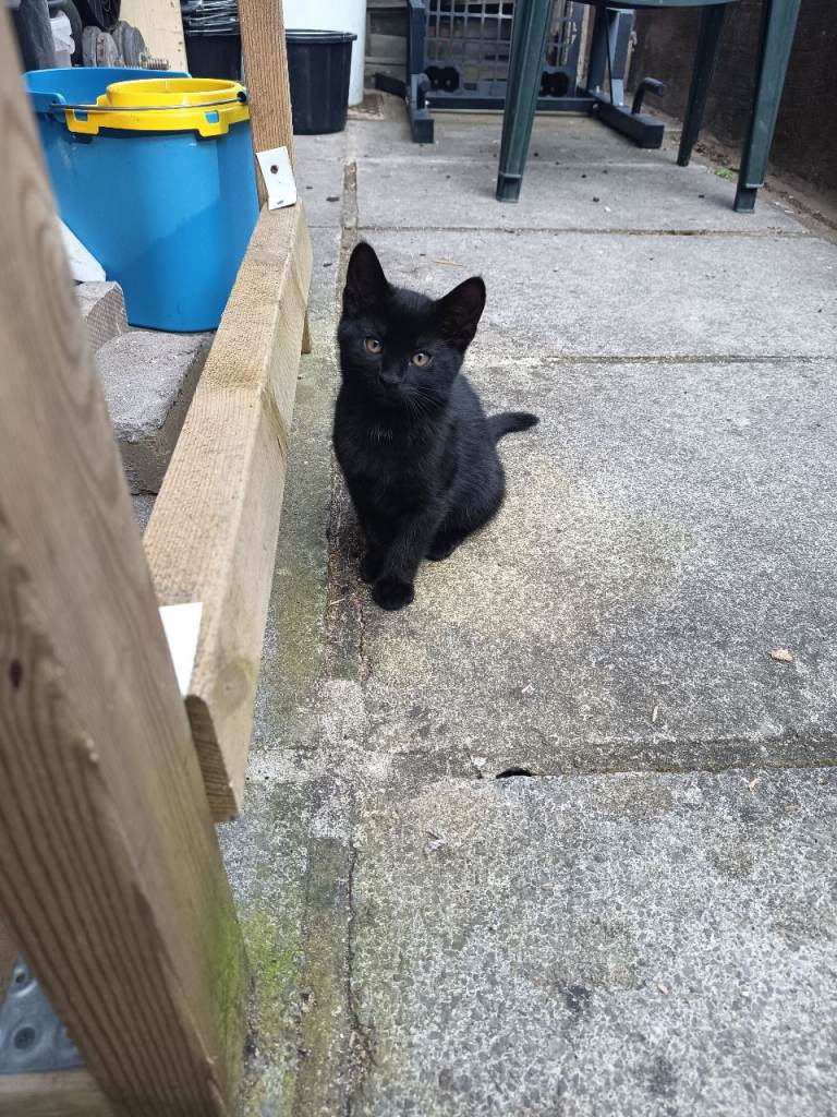 Black kittens for sale