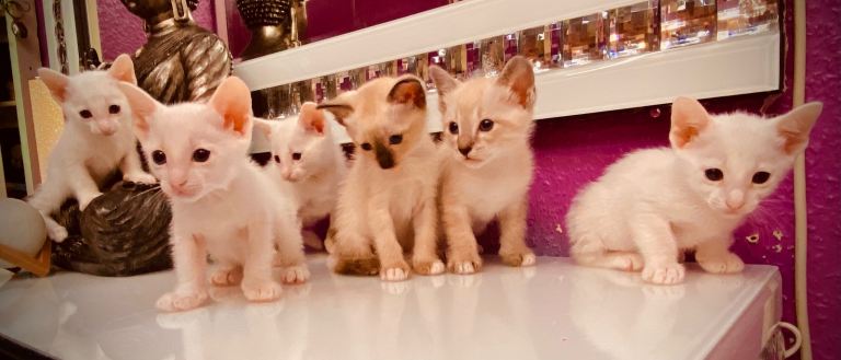 Ragdol kitten 