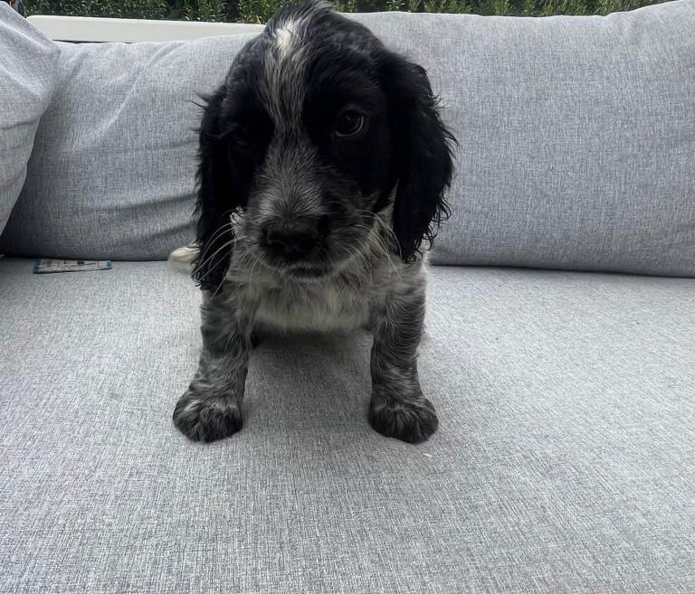 Girl left Cocker spaniel puppies 