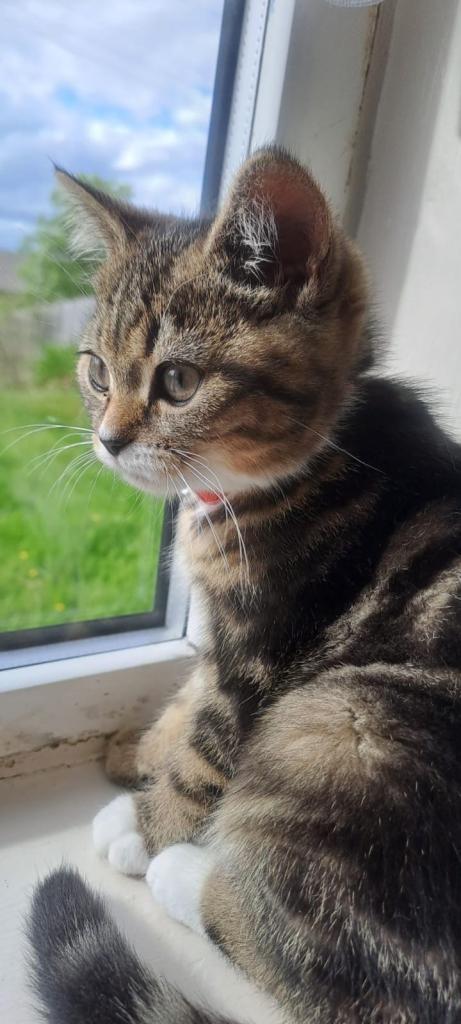 Beautiful Bsh x Tabby Mixed Breed