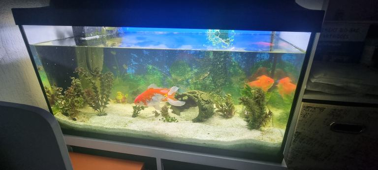 Japanese Gold fish and tank 