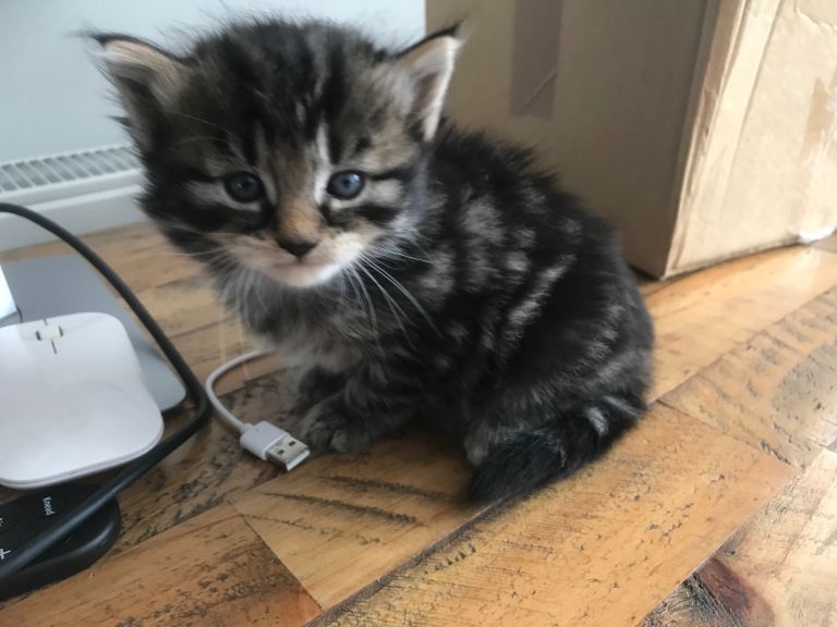 Adorable fluffy Kittens for sale