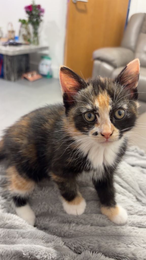 3 month old Kitten for sale