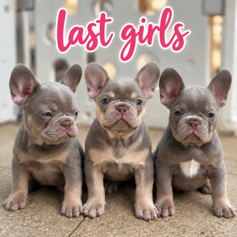 New Shade KC Registered French Bulldog Puppies