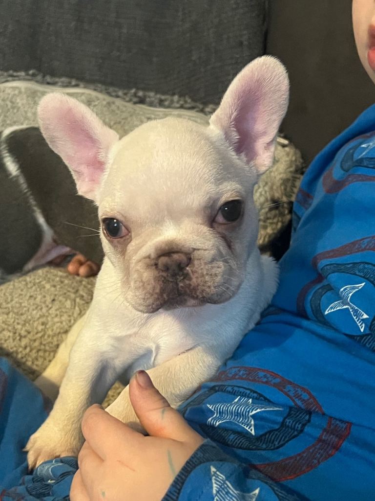 French bulldog puppy