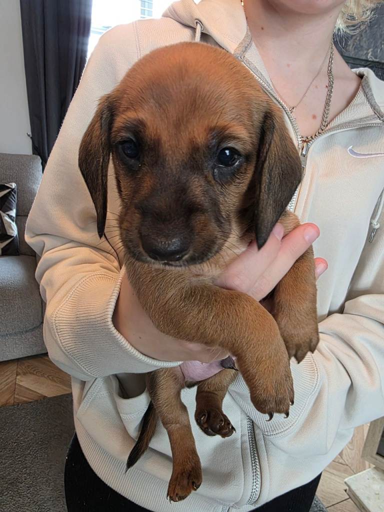 Beautiful miniature dachshund puppies 
