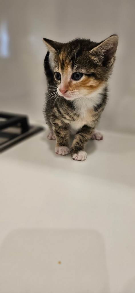 2 beautiful kittens for sale