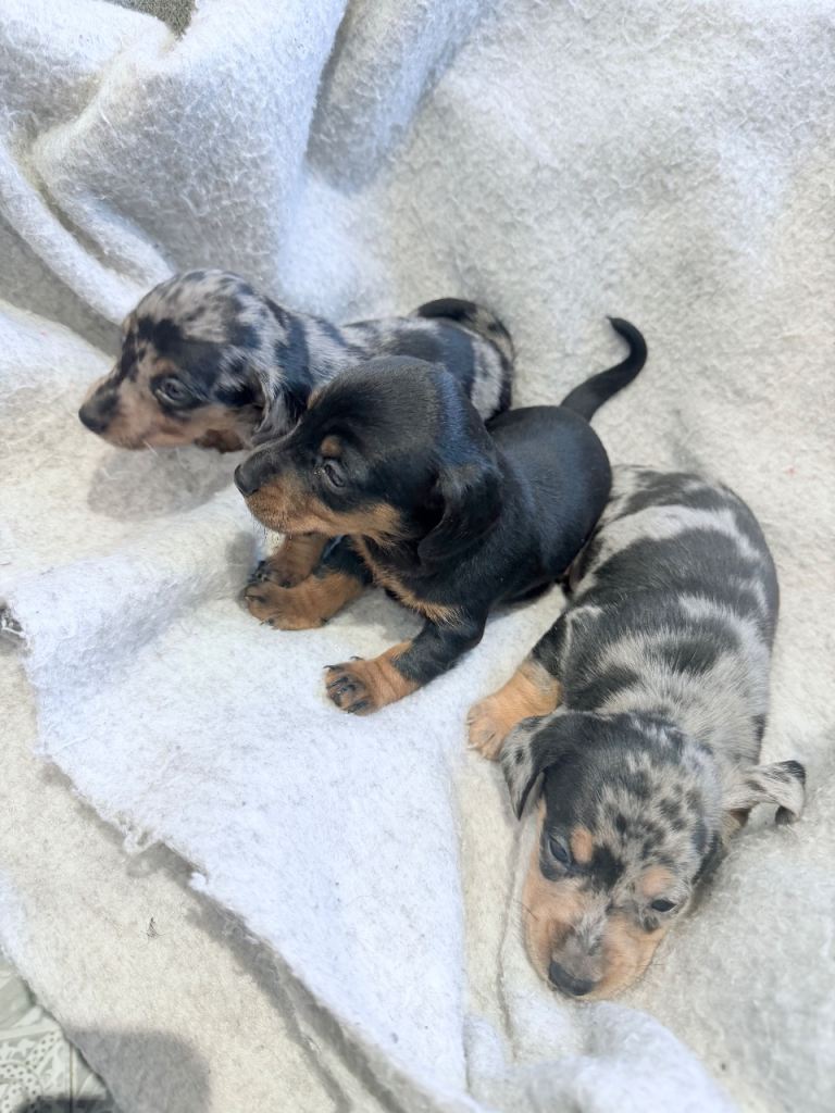 Miniature Dacshund puppies 