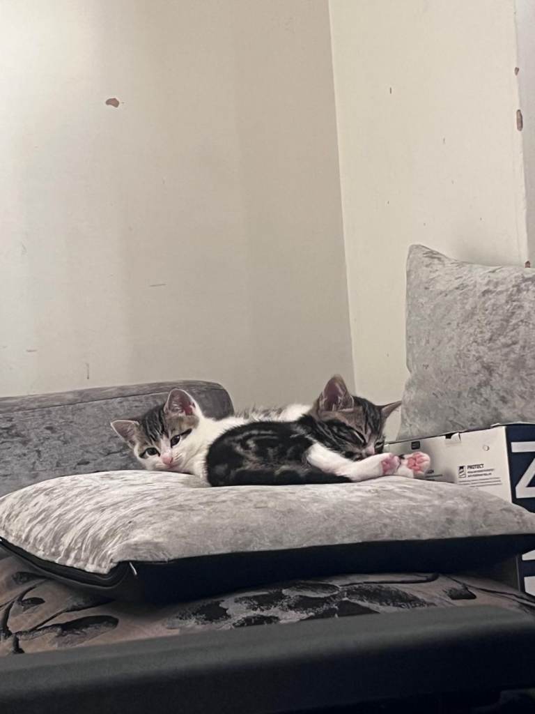 Sale kitten