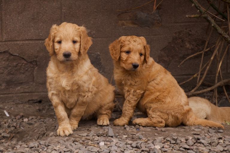 Exceptional quality Goldendoodle puppies 