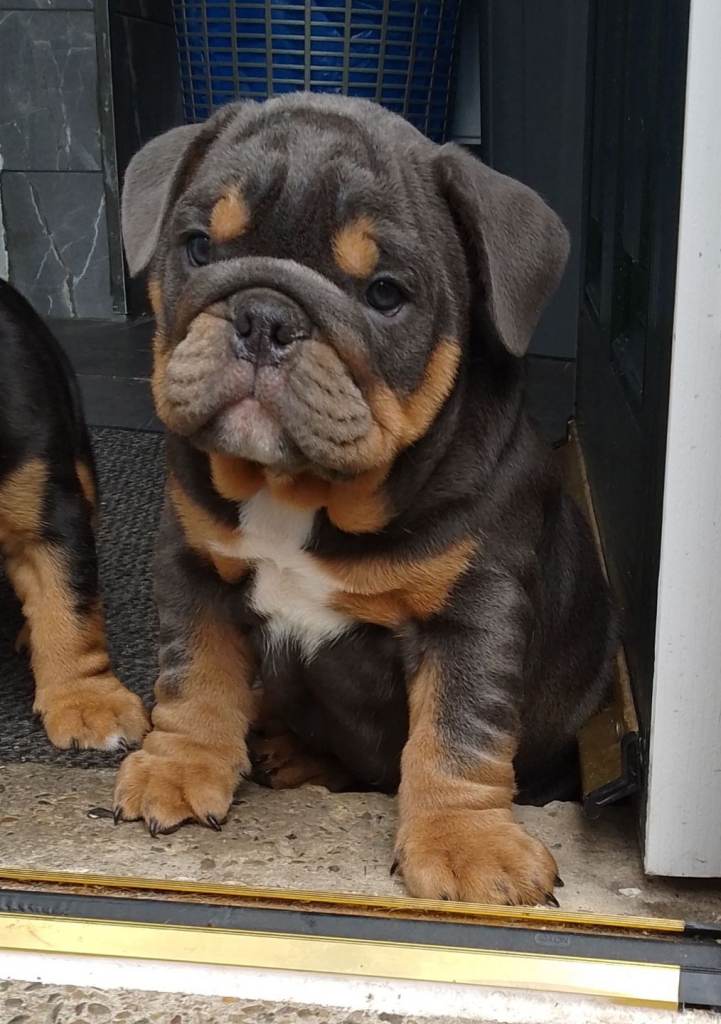 English bulldog puppies .READY NOW 