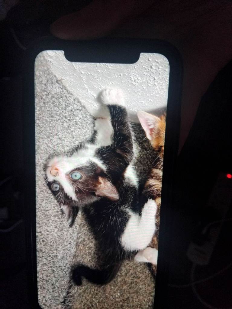 New lovely kittens