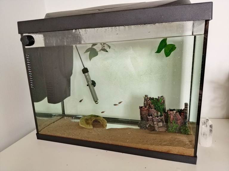 BARGAIN: Established Tetra Starter Line 80L LED Fish Tank Complete Setup + 8 Fish (6 Months Old)