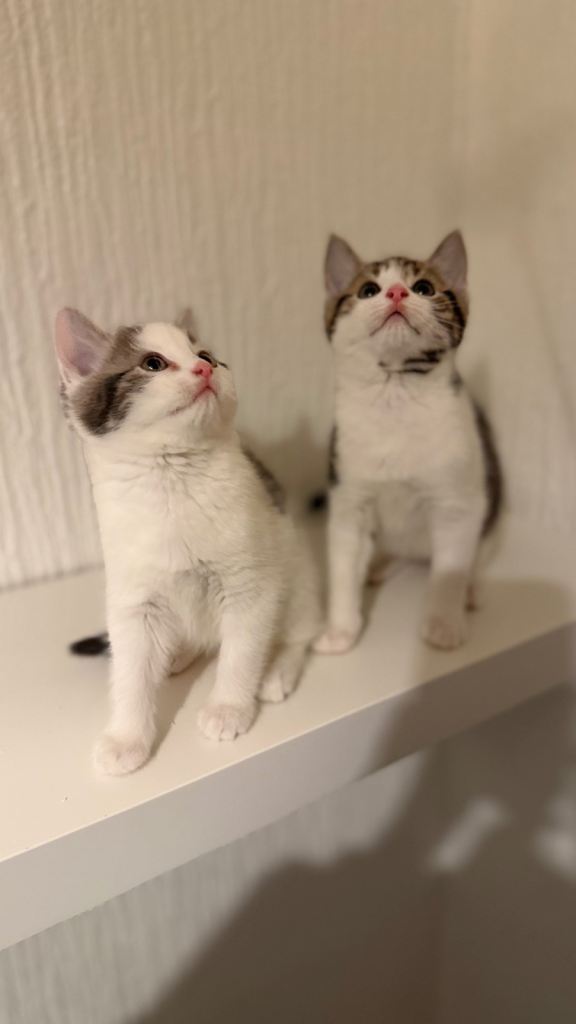 Beautiful kittens ready now 