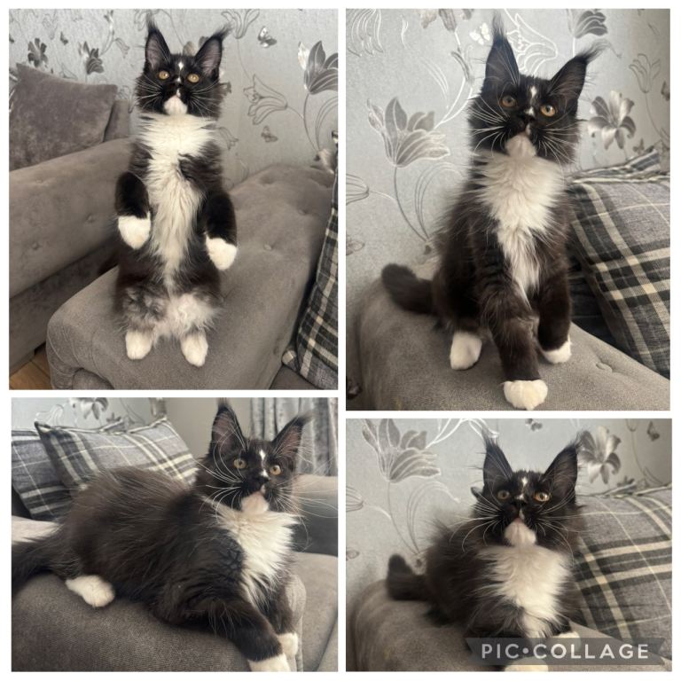 AMAZING TICA REGISTERED MAINE COON KITTENS