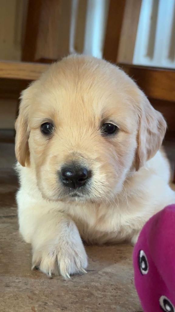 Golden retriever pups 