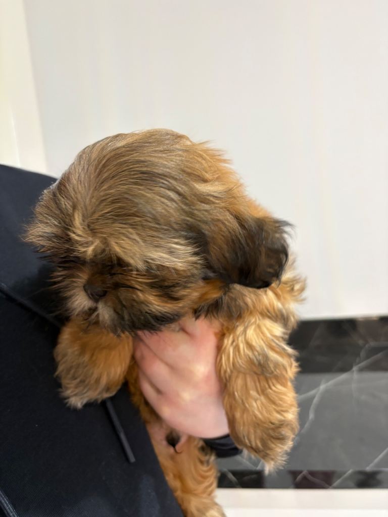 Shih tzu pup