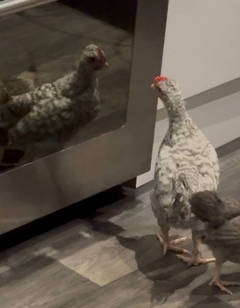 5 nine week old chicks
