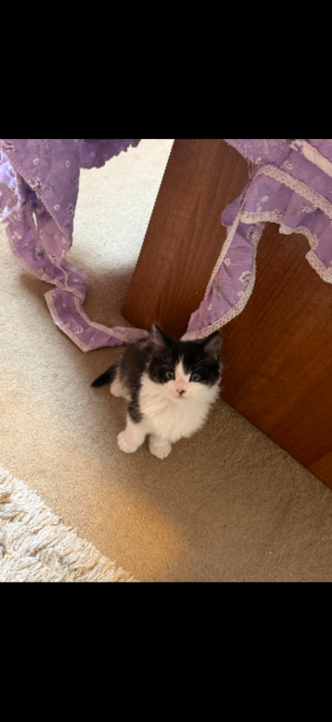 Male Kitten needs a home