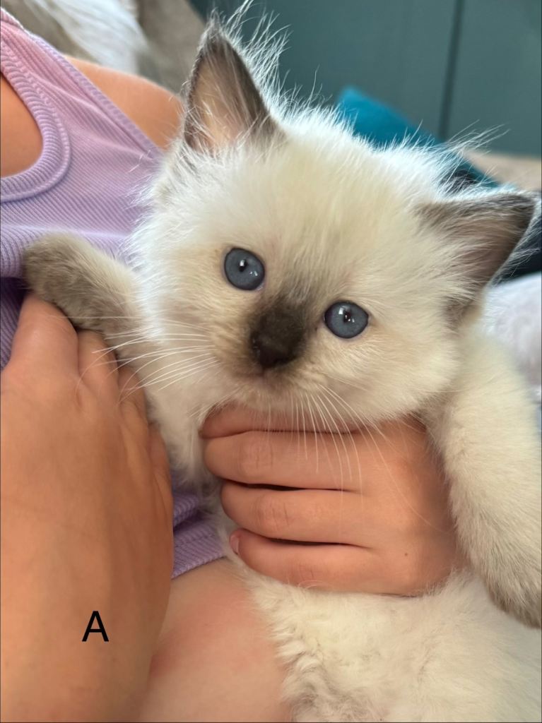 Beautiful Classic & Mink Ragdoll Kittens
