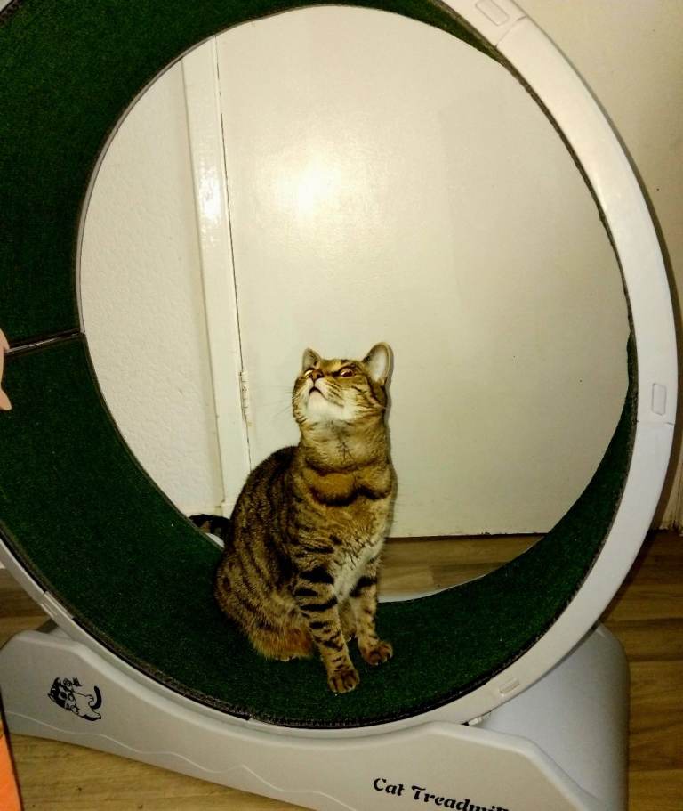 Cat wheel 