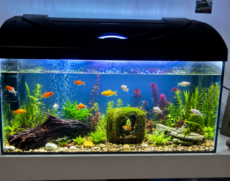 Large Fish Tank Aquarium with Lid and Lights – Good Condition
