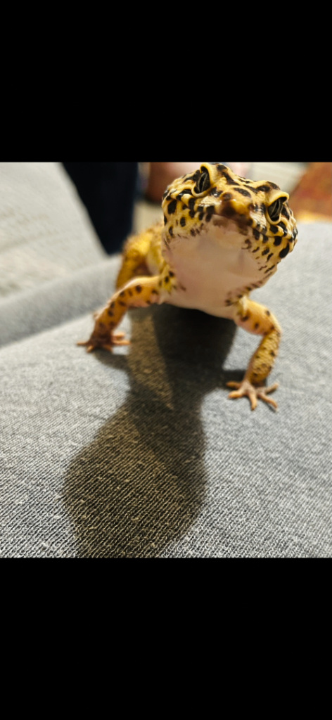 Leopard Gecko