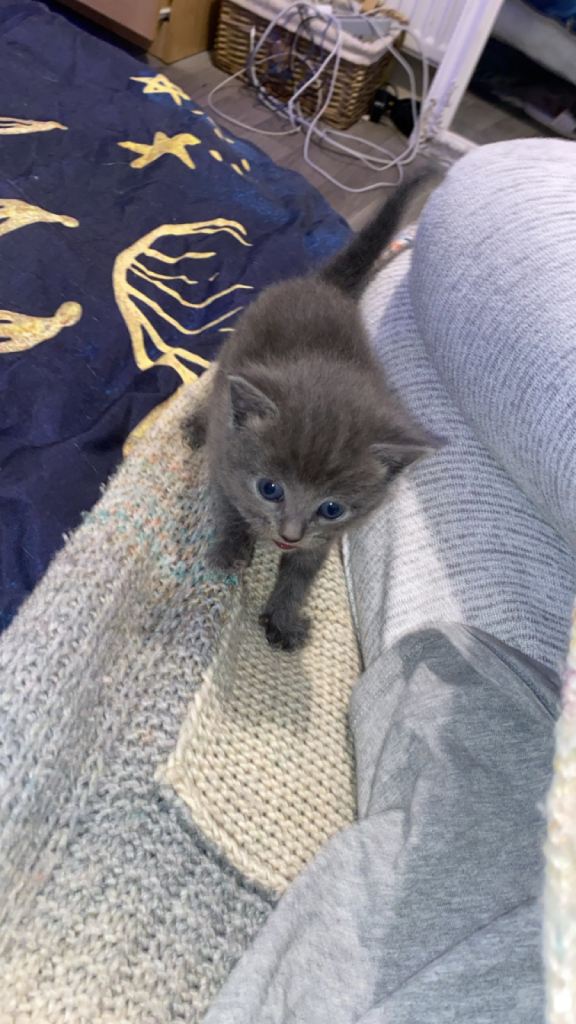 Grey short haired kittens for sale 
