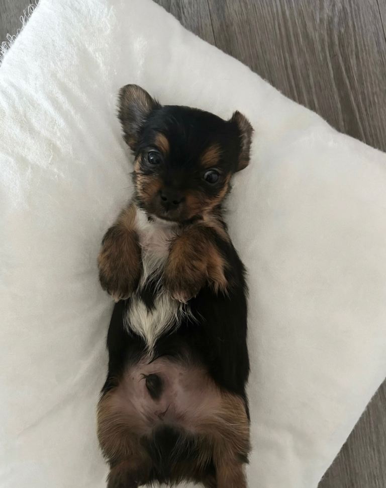 Yorkshire Terrier Puppies