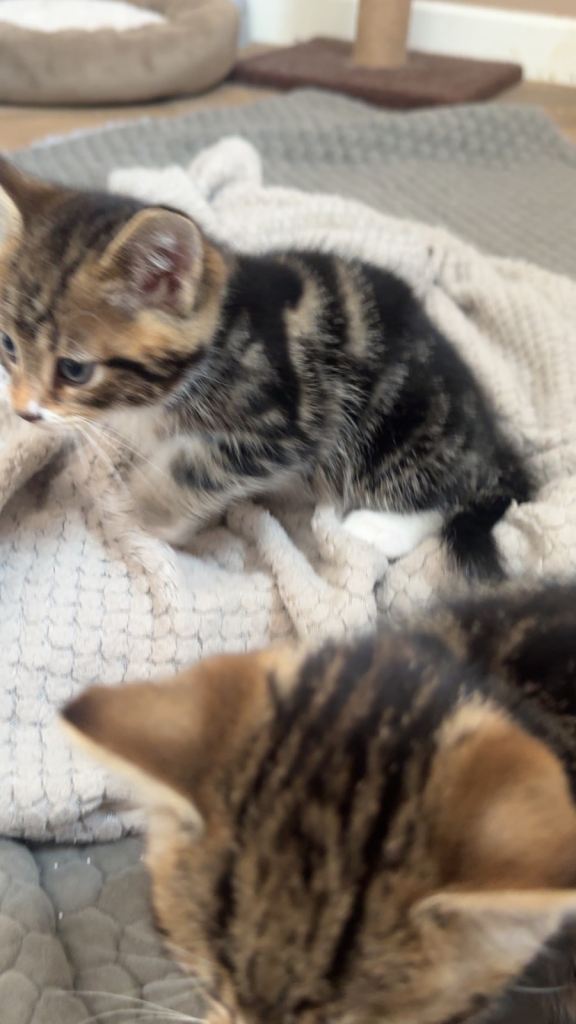 Tabby kitten 8 weeks 