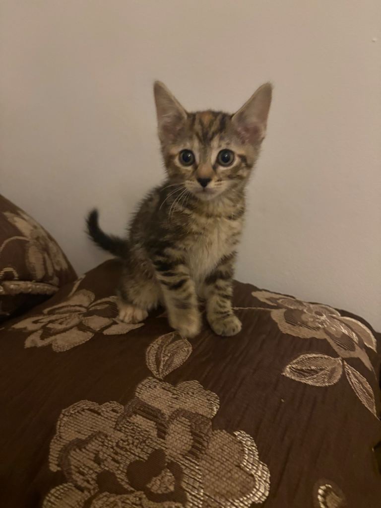 £150 for 8 week kitten with new cage and hooded toilet 