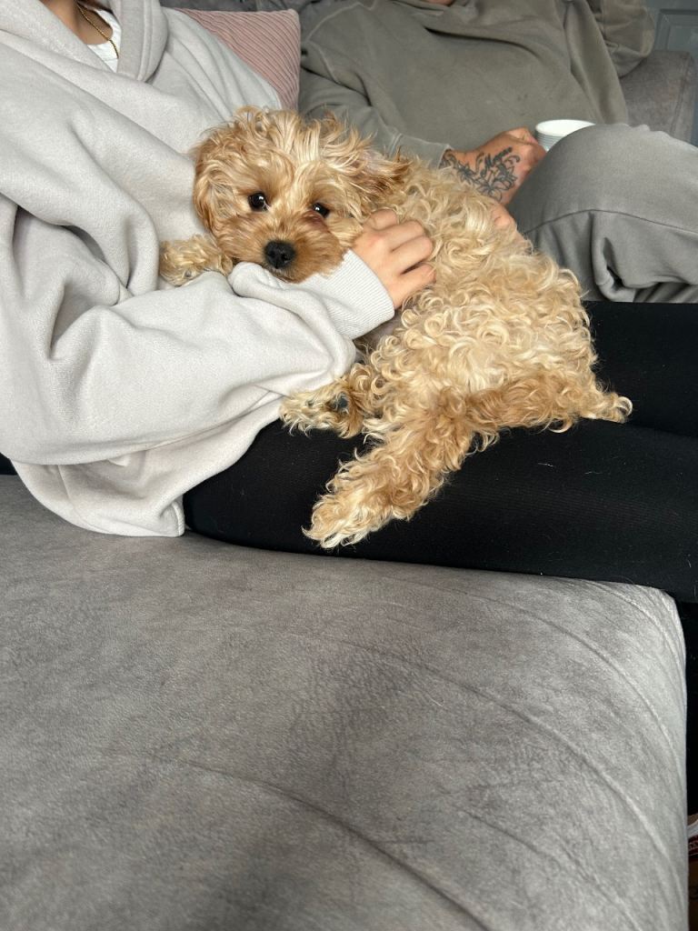 Last Cavapoo puppy
