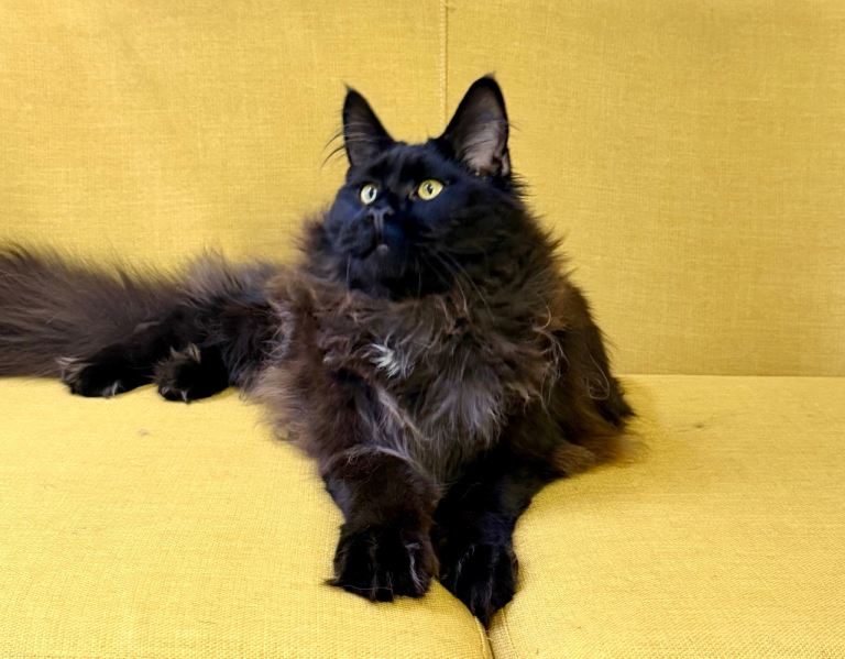 Gorgeous Black Smoke Purebred Maine Coon