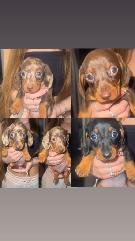 Beautiful Minature Dachshund puppies🐾🩷🩵