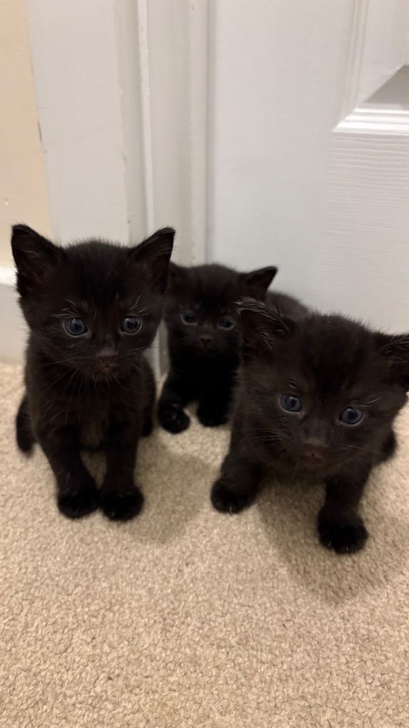 3 Fluffy Gorgeous Kittens 