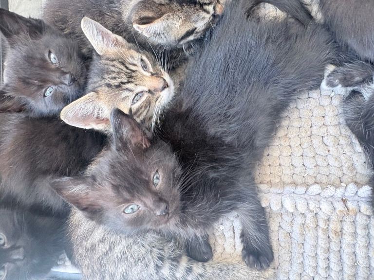 12/10/26 Beautiful mixed litter of kittens ✨READY NOW ✨