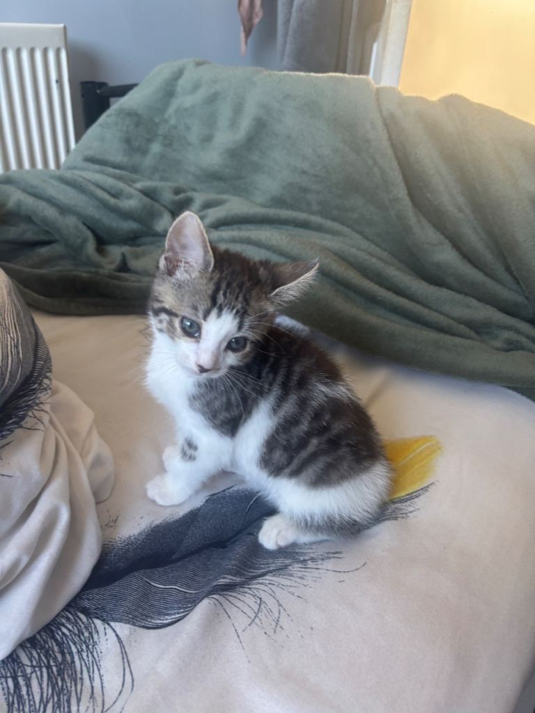 Kitten for sale 