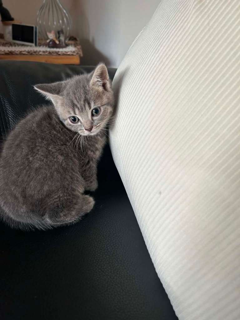 British blue 