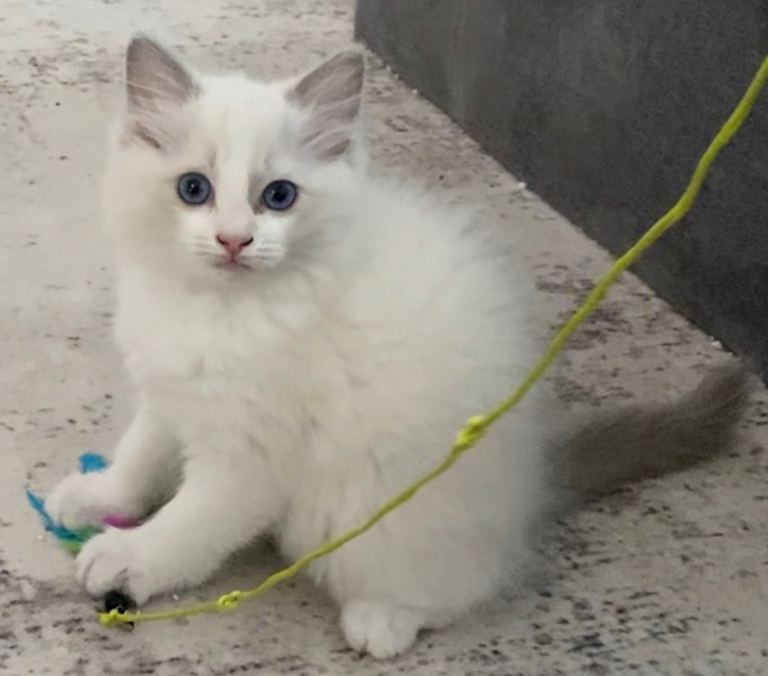 Male blue point bicolour ragdoll kittens