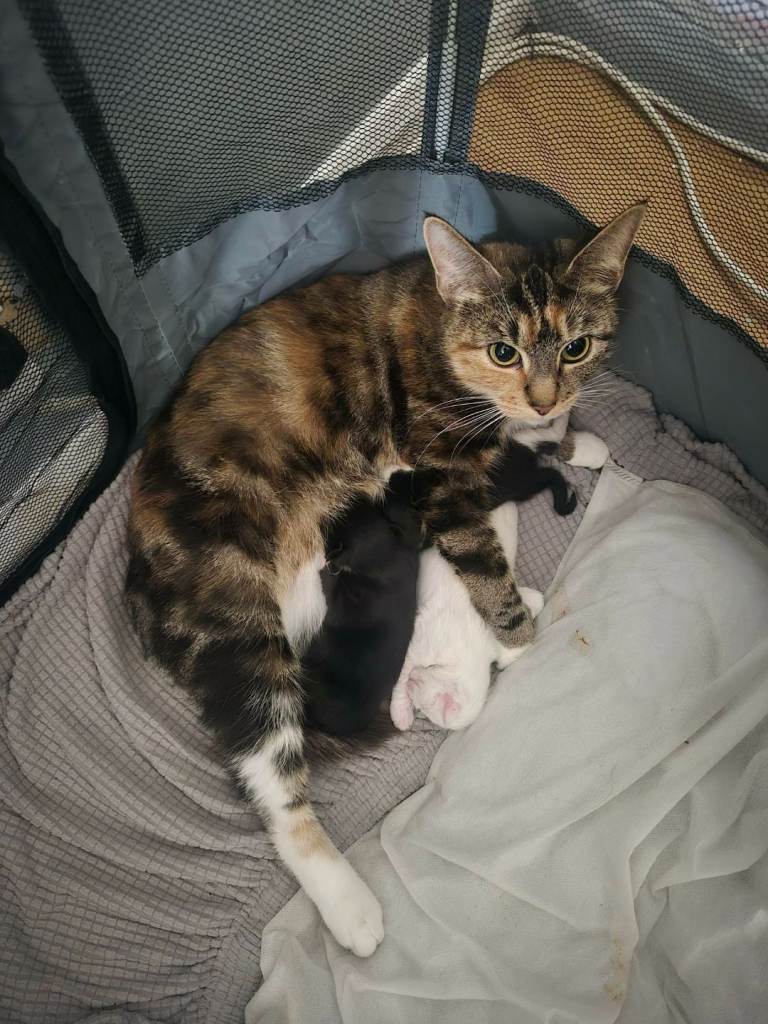 Turkish angora kittens