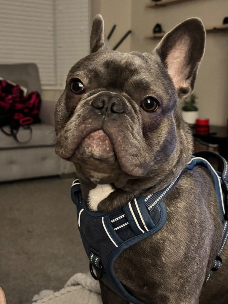 French Bull Dog for sale 