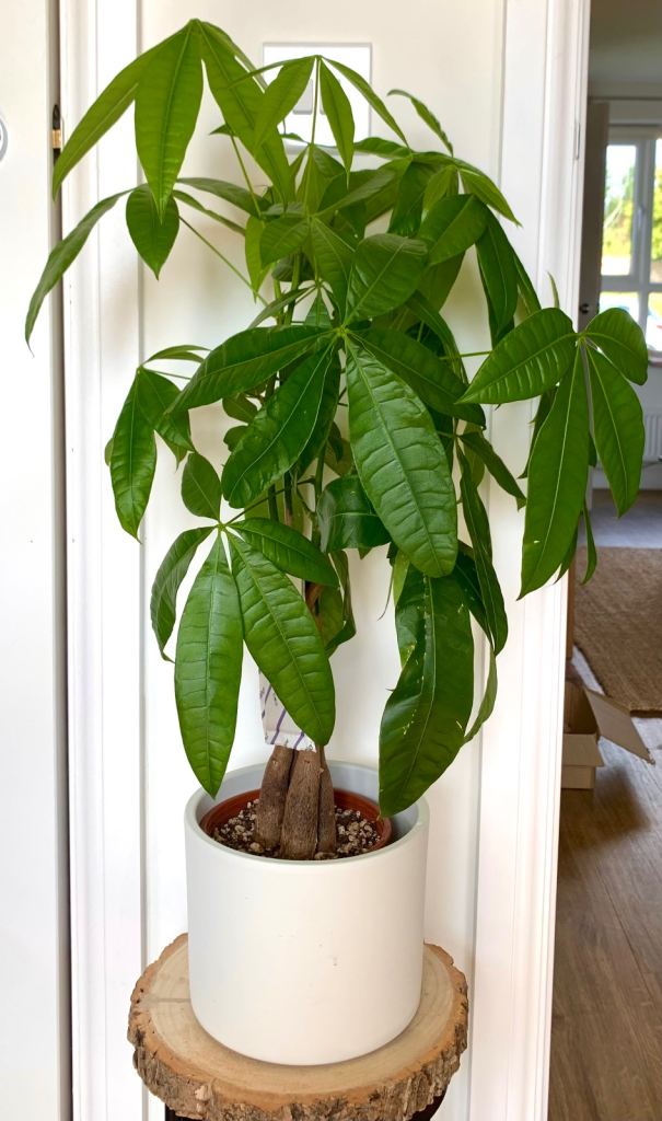 🪴 2 healthy houseplants for sale - Pachira Aquatica/Money Tree and String of Hearts
